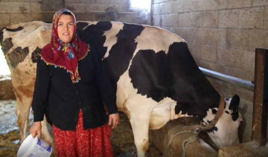 2 inekle başladı sıfır kilometre araç sahibi oldu