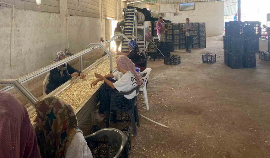 Arabanlı sarımsak çiftçisi, Ata tohumu tesisi kurdu