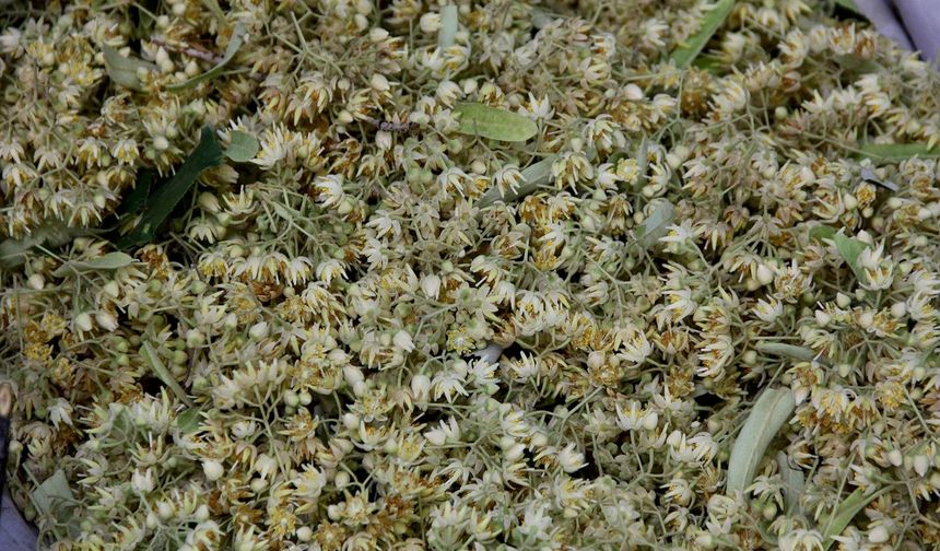 Ihlamurun fiyatı altınla yarışıyor! Kilosu 5 bin lirayı buldu...