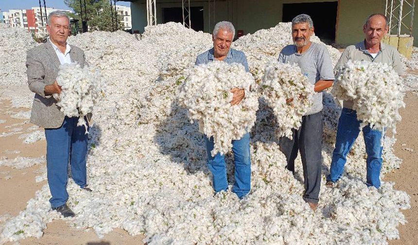 Gaziantep Araban Ovası'nda makinalı pamuk hasadı başladı