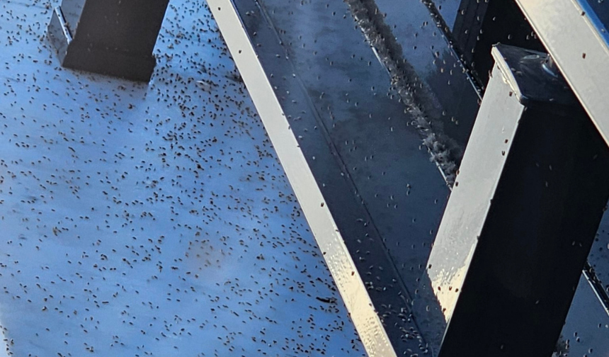 Gaziantep'te üvez istilası! Cam kapı açılmıyor...