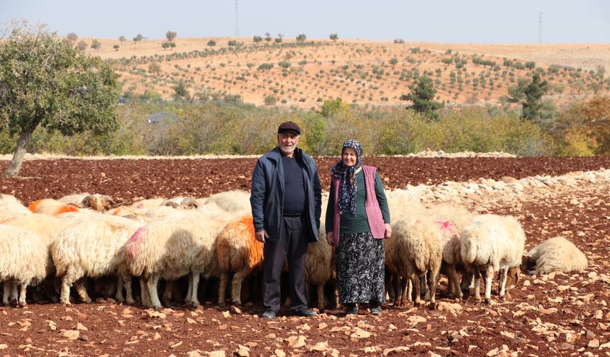 Gaziantep'te yaşlı çift, belediyeden aldığı destekle besici oldu