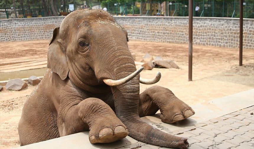 Fatma Şahin'den CHP'li Başarır'a yalanlama