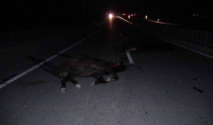 Malatya'da feci olay: Milyonluk taylar karayolunda telef oldu