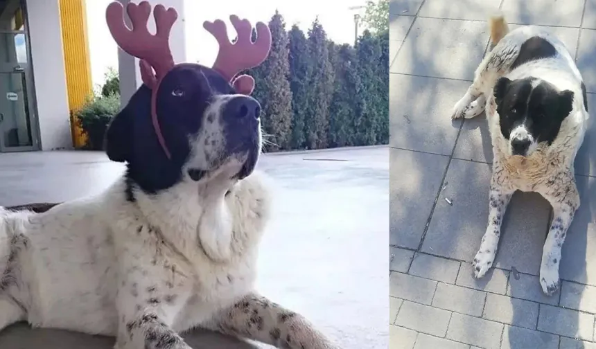 ABB'den Matmazel'e ilişkin açıklama: Darp edildiği tespit edilmiştir