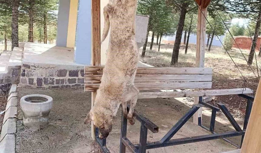 Vahşet! Öldürülen köpekle ilgili çok yönlü soruşturma