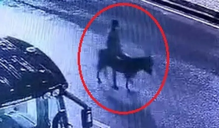 Garip Bir Hırsızlık olayı! Forkliftle Kuyumcu Soyan Zanlı Eşekle Kaçtı