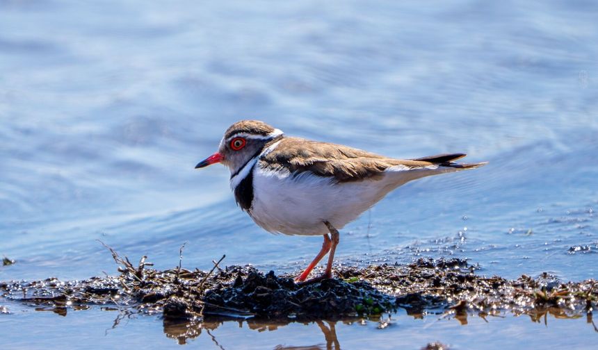 Takkeli Cılıbıt kuşu Türkiye’de ilk kez Gaziantep’te görüntülendi