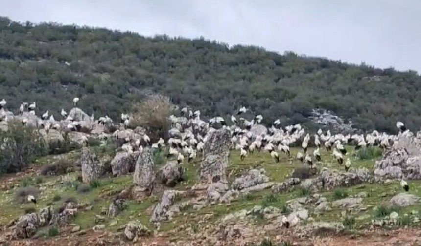 Gaziantep'e leylek akını! Yüzlerce leylek göç etti...