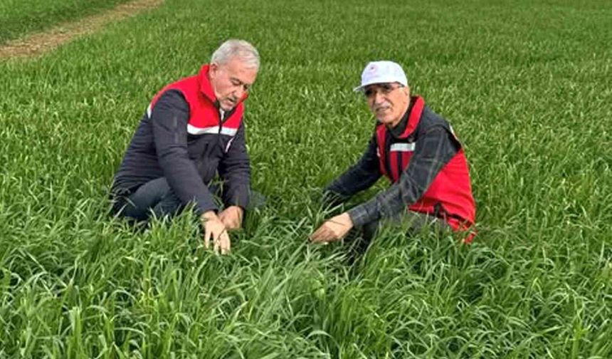 Araban Ovası'nda etkili olan yağışların buğday ve arpa ekili alanlara zararı incelendi
