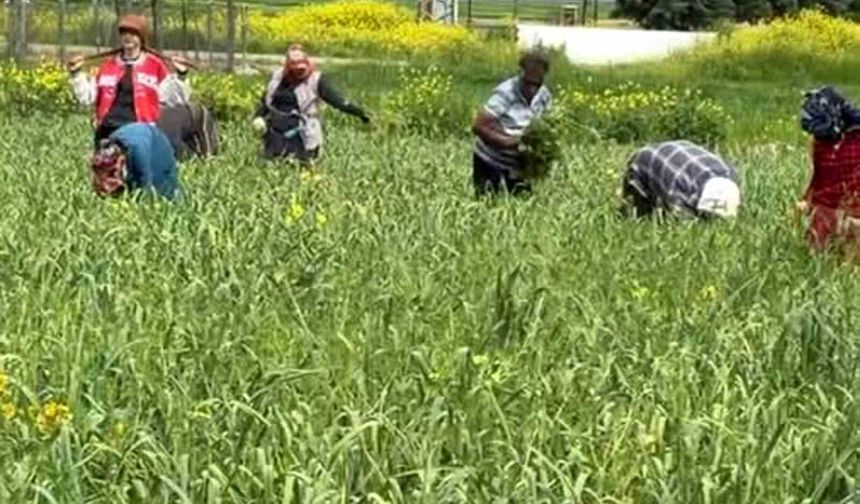 AB tescilli Araban sarımsağında yabancı ot temizliği sürüyor