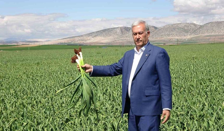 AB tescilli Araban sarımsağında yüksek rekolte ve kaliteli ürün bekleyişi
