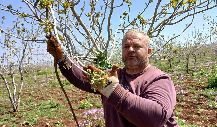 Araban'da fıstık üreticileri tırtıl'la mücadele çalışması başlattı