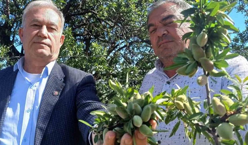 Araban'ın yerli badem çağlası sofralarda yerini aldı