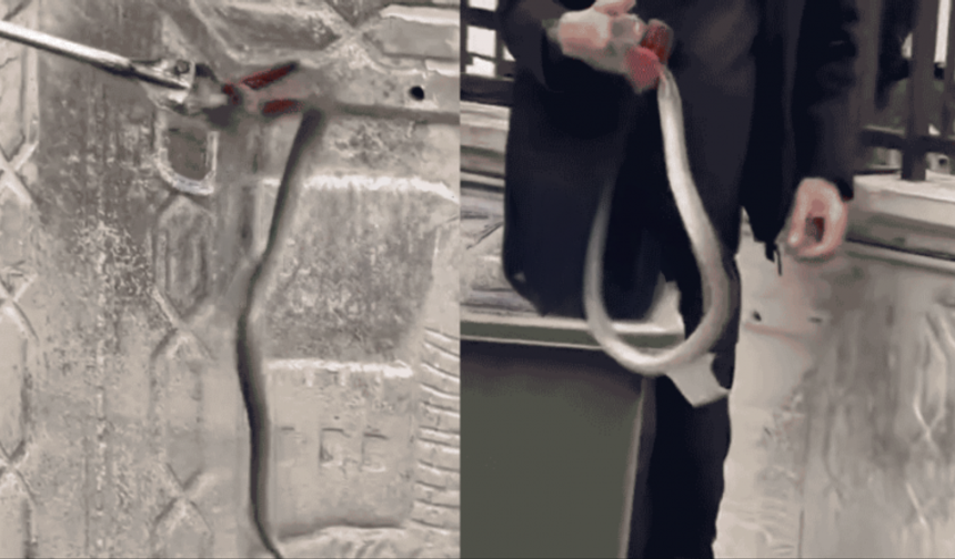 Gaziantep'te Fen Lisesinde zehirli yılan paniği İşte 'O' Anlar