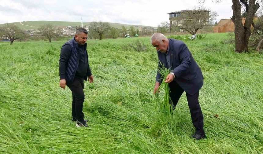 Gaziantep'te hububatı 'süper hücre' yağışı vurdu