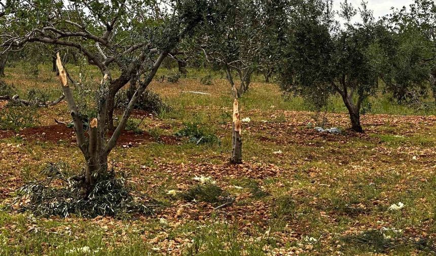 Gaziantep'te 'süper hücre' tarım alanlarını vurdu