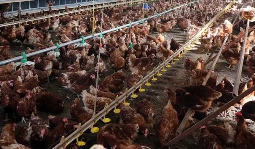 Çok konuşulan operasyonla ilgili açıklama! 13 beyaz et firmasına "denetim kayyumu" uygulaması