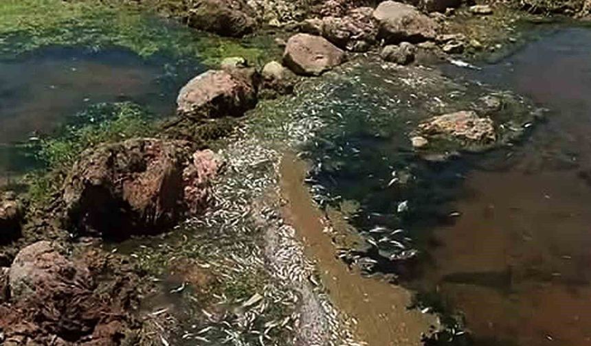 Gaziantep'te Karasu Çayı'nda tedirgin eden toplu balık ölümleri!