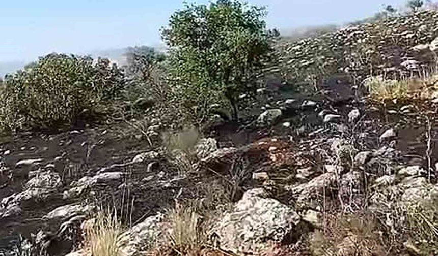 Araban'da fıstıklık ve otluk alanda yangın