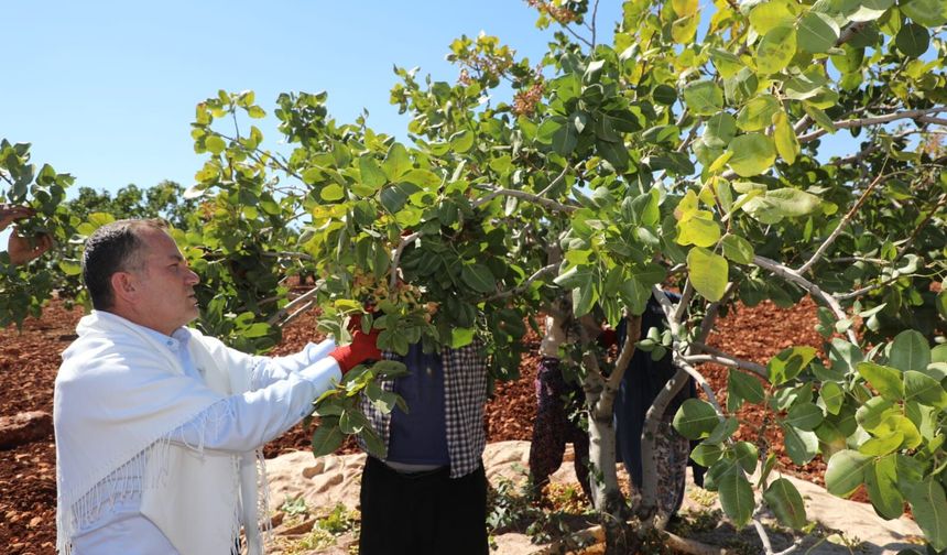 Nizip Belediye Başkanı Doğan, Antep Fıstığı hasadına katıldı