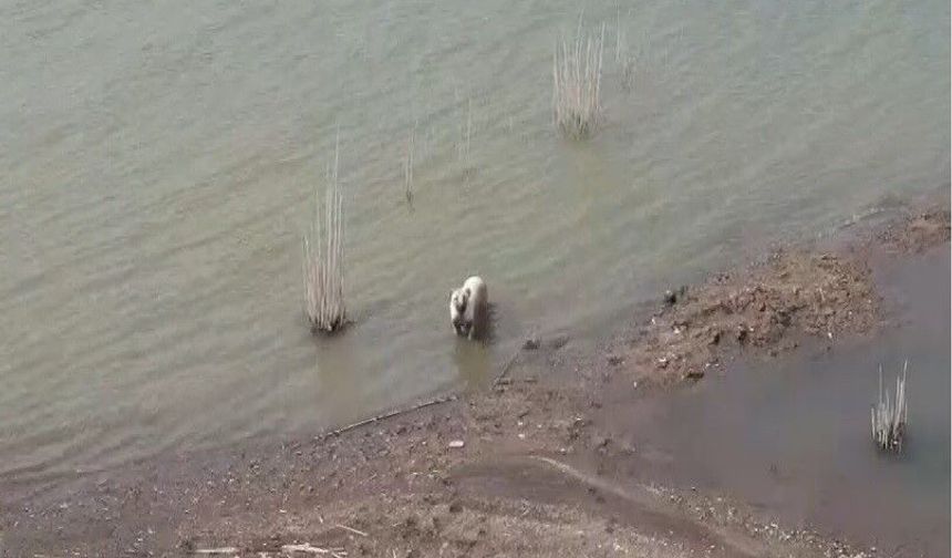 Gaziantep'te aşırı sıcaktan bunalan köpeklerin baraj keyfi