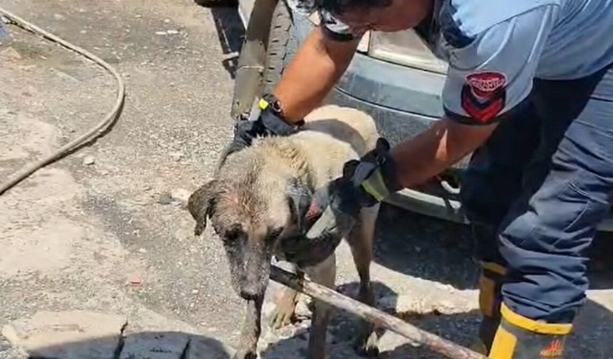 Gaziantep'te itfaiye ekipleri anne köpek ve yavrularını kurtardı