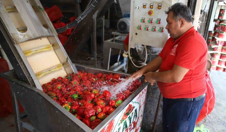 Gaziantep'te kışlık salça mesaisi başladı