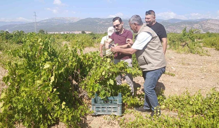 İslahiye'de üzüm hasadı başladı