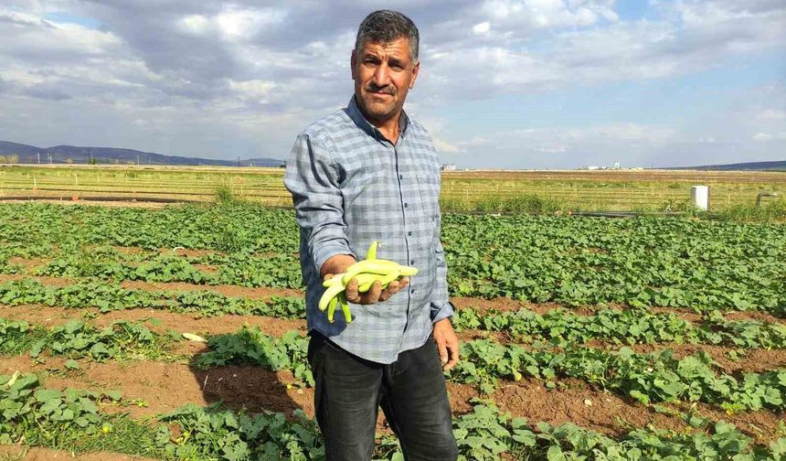 Araban Ovası'nda turşuluk acura yoğun talep