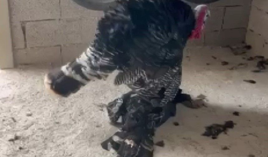 Gaziantep’te görenleri duygulandıran anlar! Erkek hindi vefat eden eşini bırakmadı