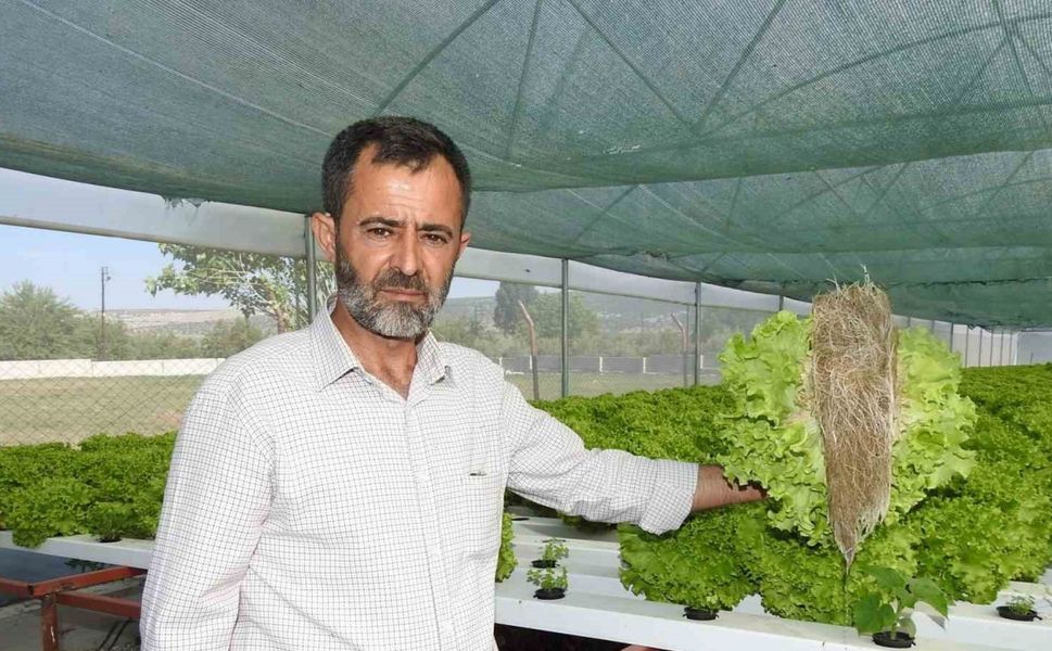 70 günde yetişen marulu topraksız tarımla 30 günde üretiyor