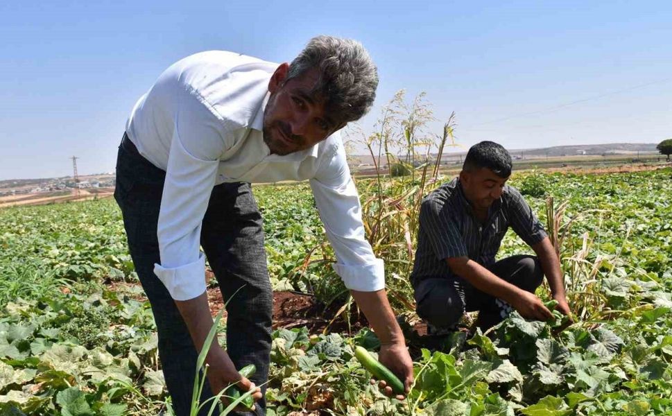Gaziantep’te domates, patlıcan ve biber hasadı başladı
