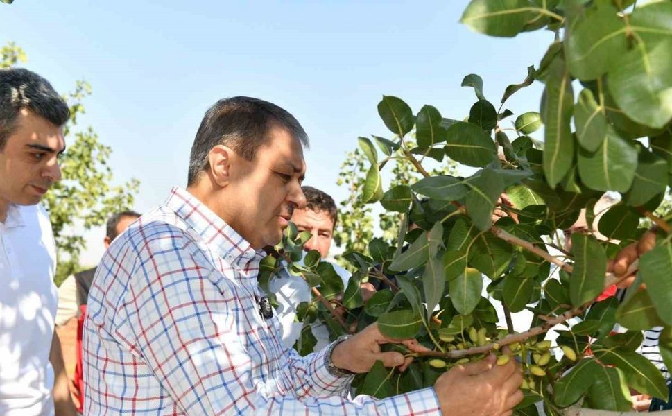 Şanlıurfa’da boz fıstık hasadı başladı