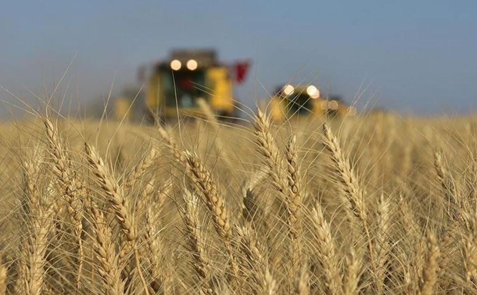 Tahıl üretimindeki artışın gıda fiyatlarındaki baskıyı azaltması bekleniyor