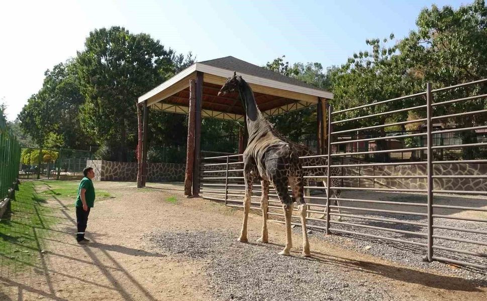 Gaziantep Doğal Yaşam Parkı'nın maskotu zürafa öldü