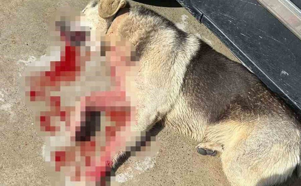 Tavuklarını yediği için 2 köpeği öldürmüştü! O şahıs tutuklandı...