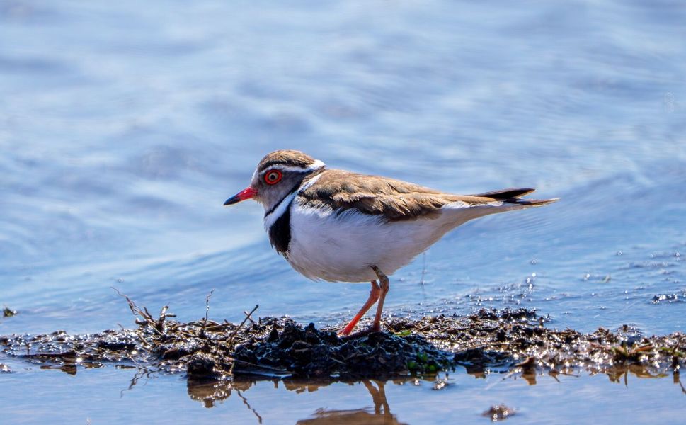 Takkeli Cılıbıt kuşu Türkiye’de ilk kez Gaziantep’te görüntülendi
