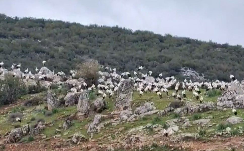 Gaziantep'e leylek akını! Yüzlerce leylek göç etti...