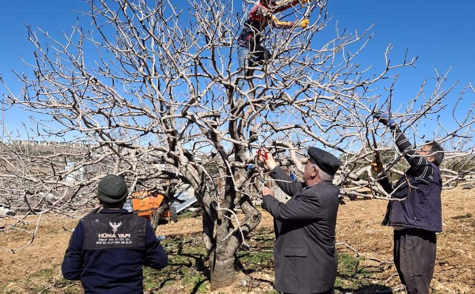 Antep fıstığında bakım ve budama zamanı