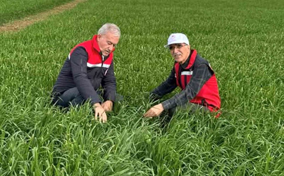 Araban Ovası'nda etkili olan yağışların buğday ve arpa ekili alanlara zararı incelendi