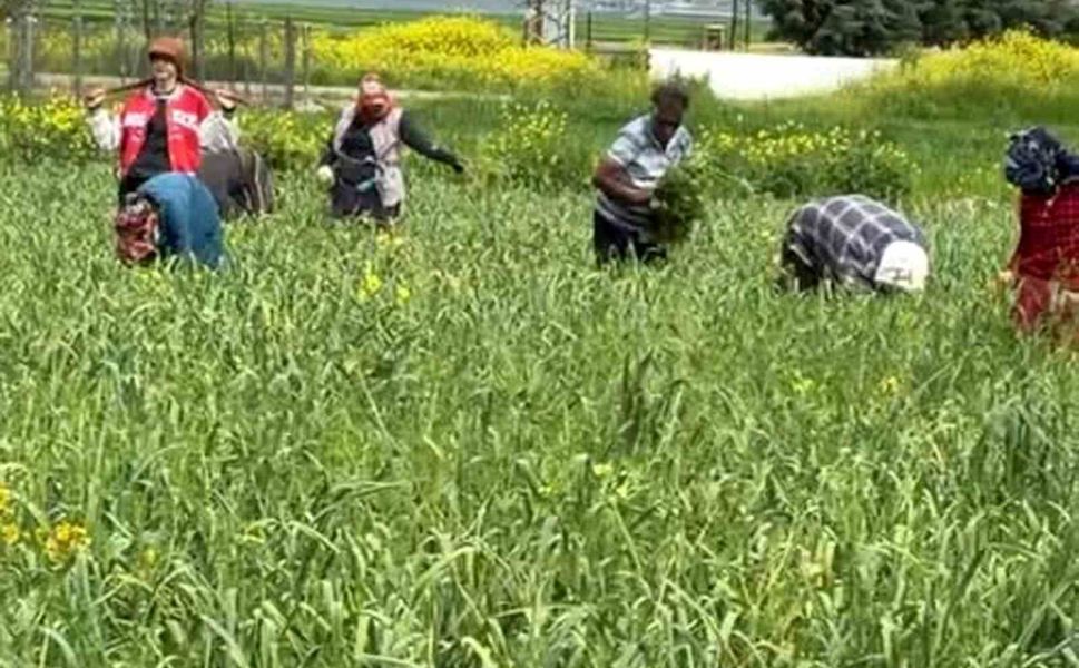 AB tescilli Araban sarımsağında yabancı ot temizliği sürüyor