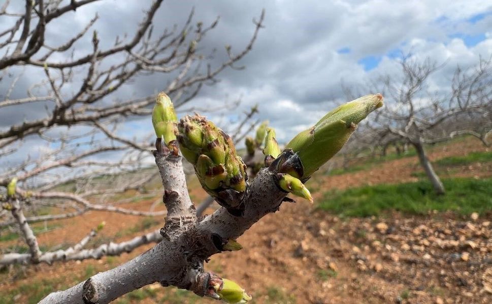 Antep fıstığının sürgün gelişiminde karagöz kurdu ve kabuklu bit riski