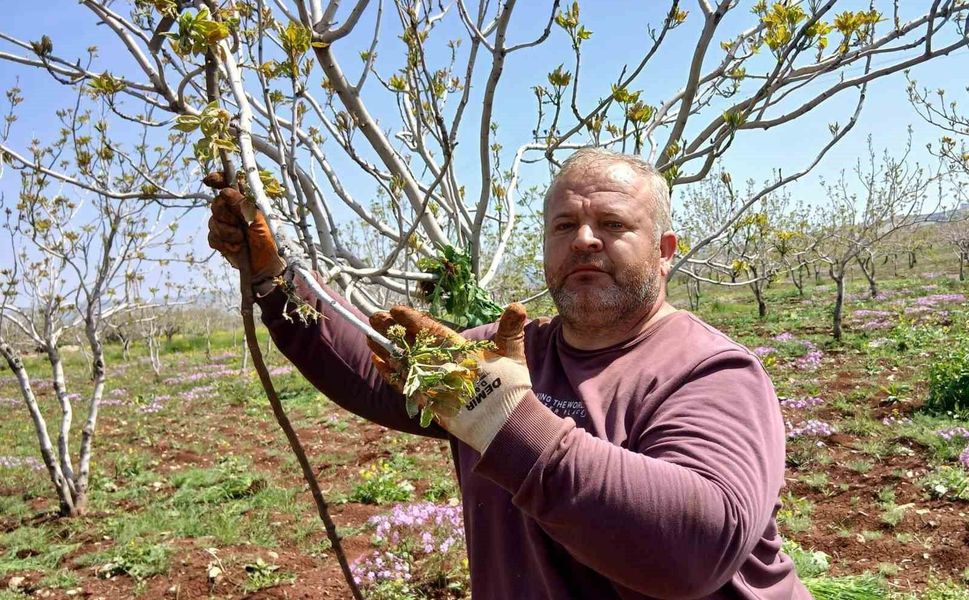 Araban'da fıstık üreticileri tırtıl'la mücadele çalışması başlattı