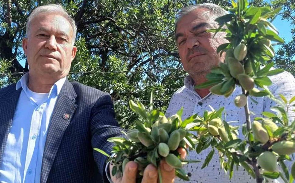 Araban'ın yerli badem çağlası sofralarda yerini aldı