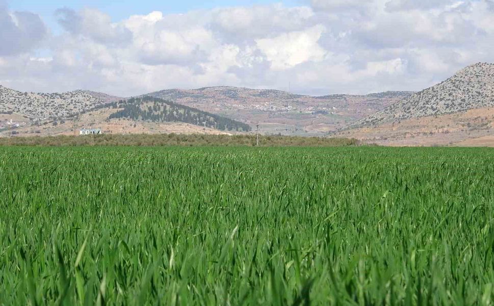 Gaziantep'te yağışlar buğday üreticisinin yüzünü güldürdü