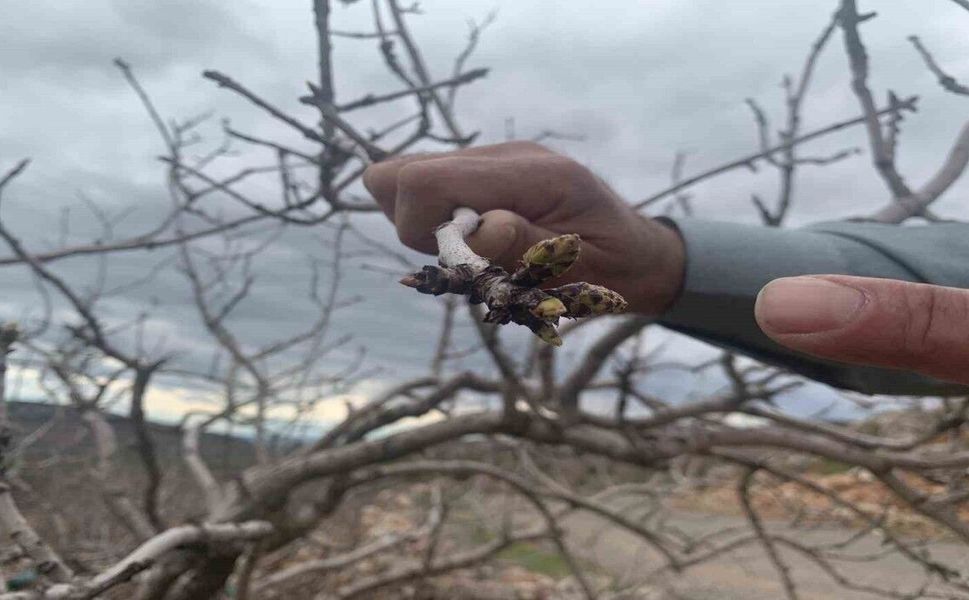 Kar ve yağmur bereketi: Antep fıstığında kuraklık endişesi geçti