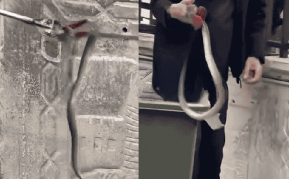 Gaziantep'te Fen Lisesinde zehirli yılan paniği İşte 'O' Anlar