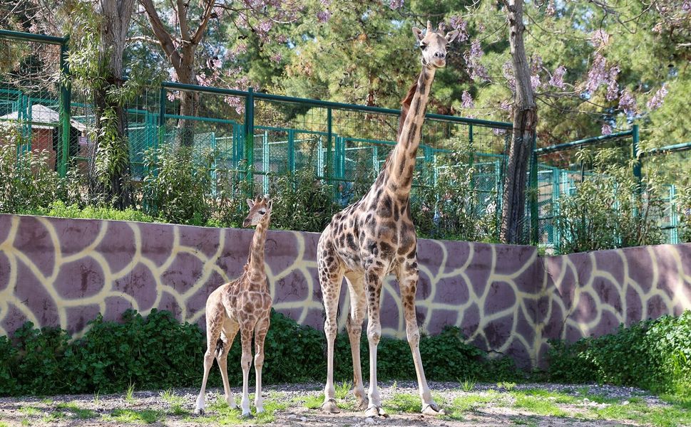 Türkiye’de doğan ilk zürafa yavrusu, Gaziantep Doğal Yaşam Parkı’nda!