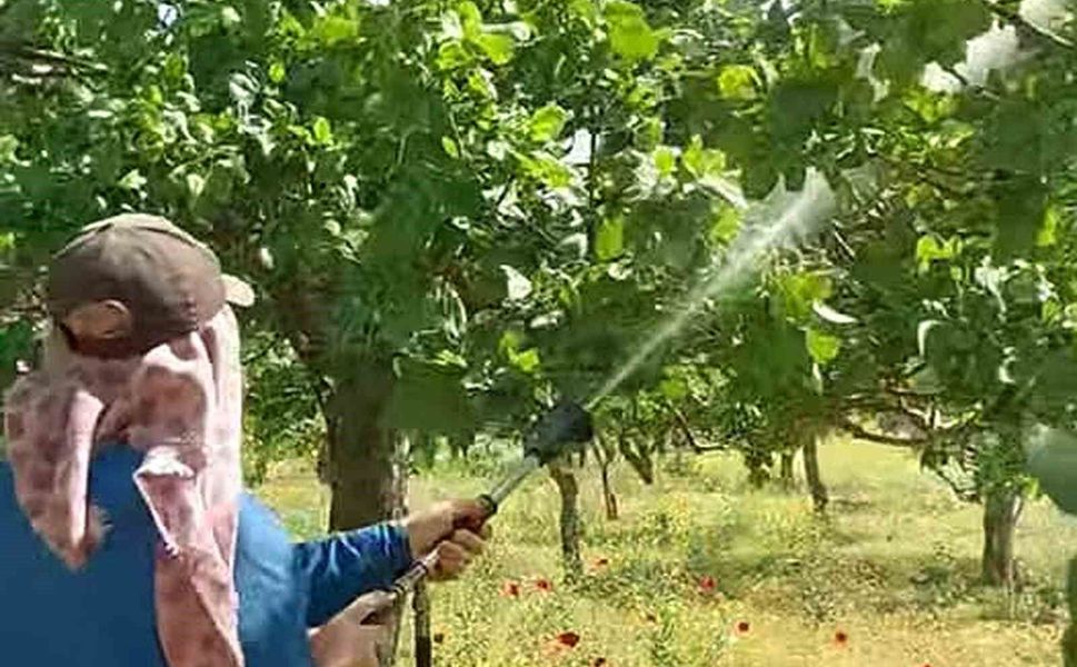 Araban'da Antep fıstığı üreticileri hastalıklar ve zararlılarla mücadele başlattı